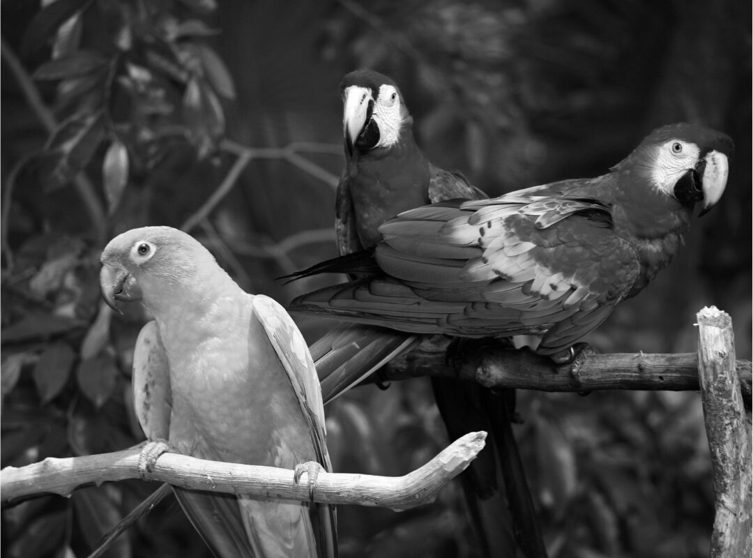 black and white color blindness simulation showing three parrots on a branch