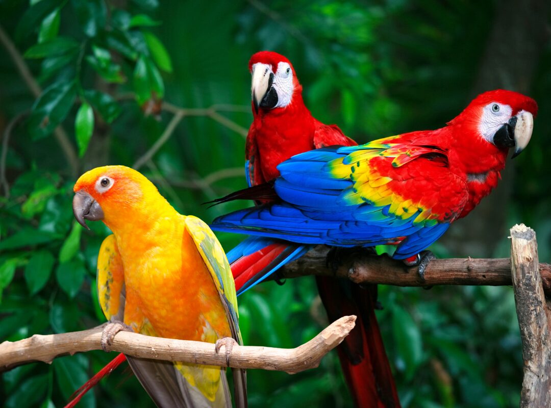 three brightly colored parrots sitting on branches in normal color vision