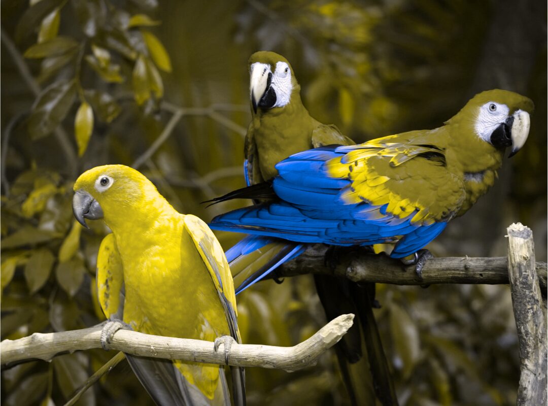 red color blindess example with three parrots sitting on a branch