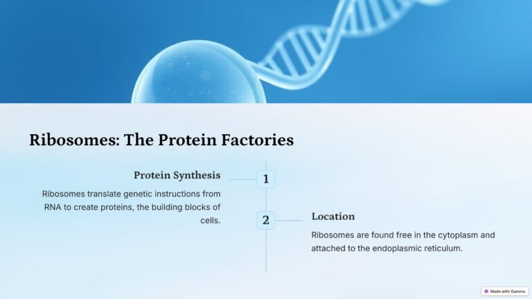 5_Ribosomes-The-Protein-Factories